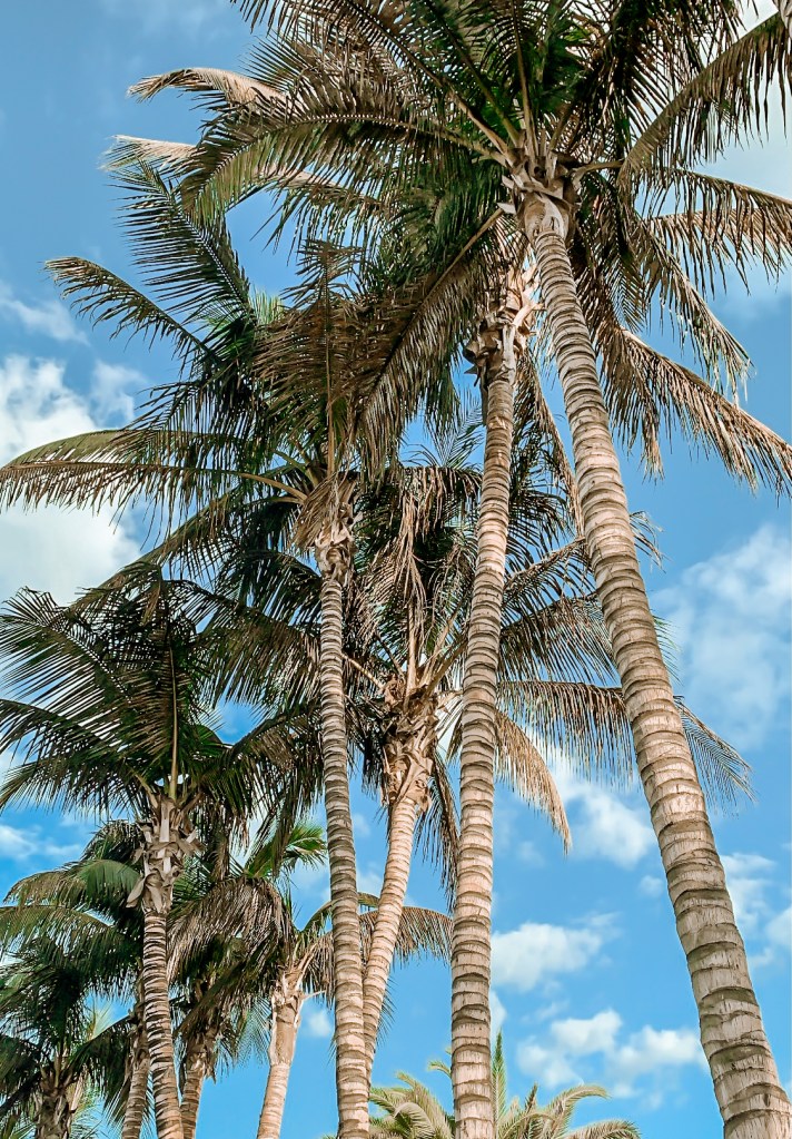 Dieses Bild hat ein leeres alt-Attribut; sein Dateiname ist palmen-1-1.jpg.